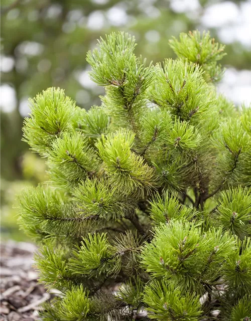 Pinus mugo