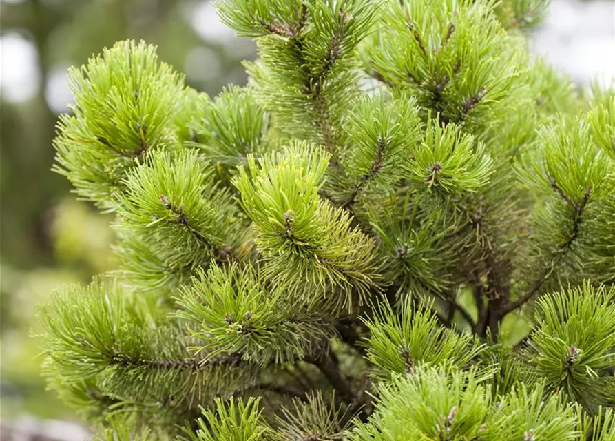 Pinus mugo