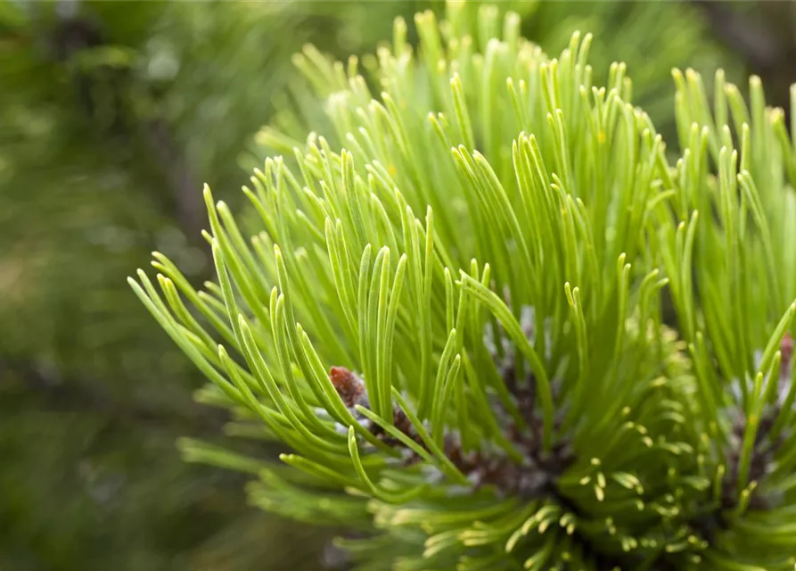 Pinus mugo