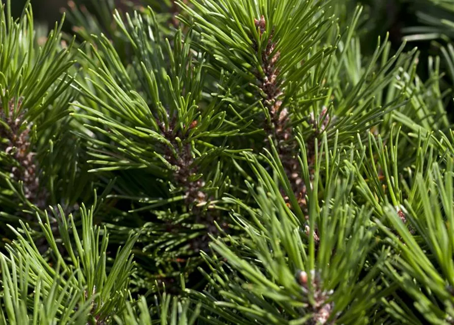 Pinus mugo