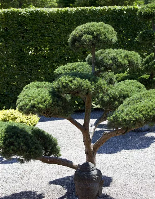 Pinus mugo