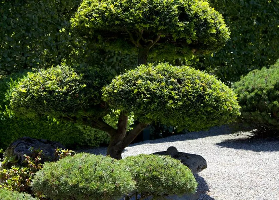 Taxus baccata