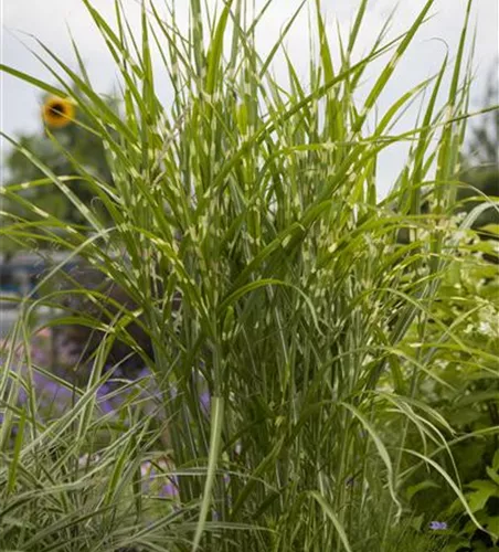 Miscanthus sinensis 'Variegatus'