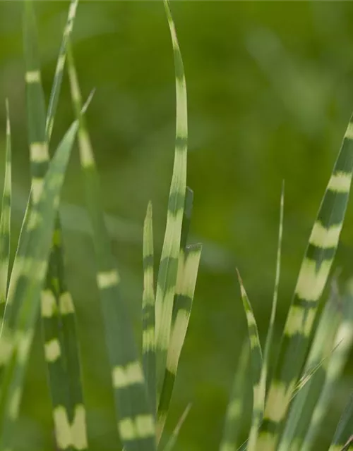 Miscanthus sinensis 'Zebrinus'