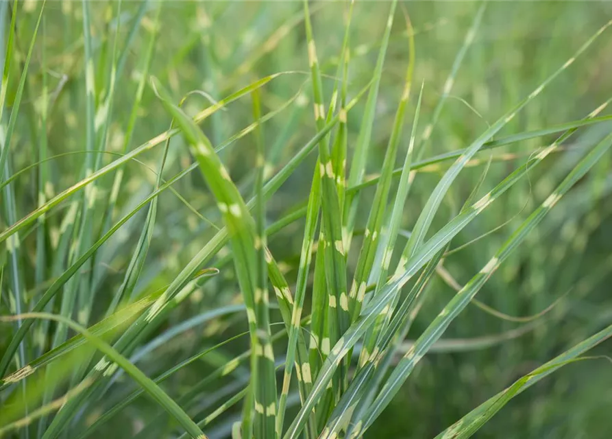 Miscanthus sinensis 'Zebrinus'