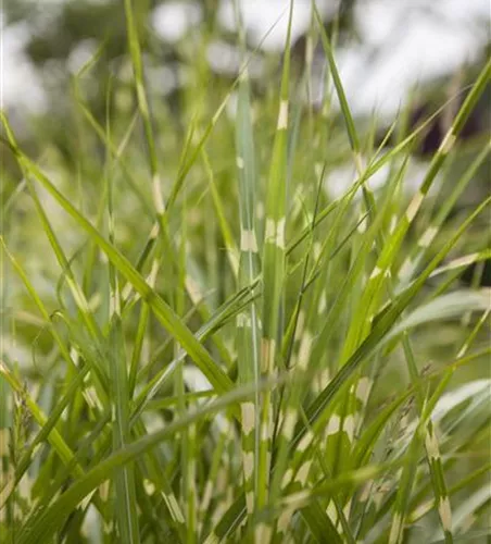 Miscanthus sinensis 'Zebrinus'