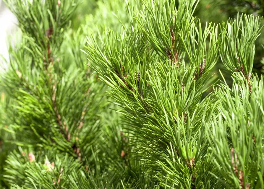 Pinus mugo 'Carsten´s Wintergold'