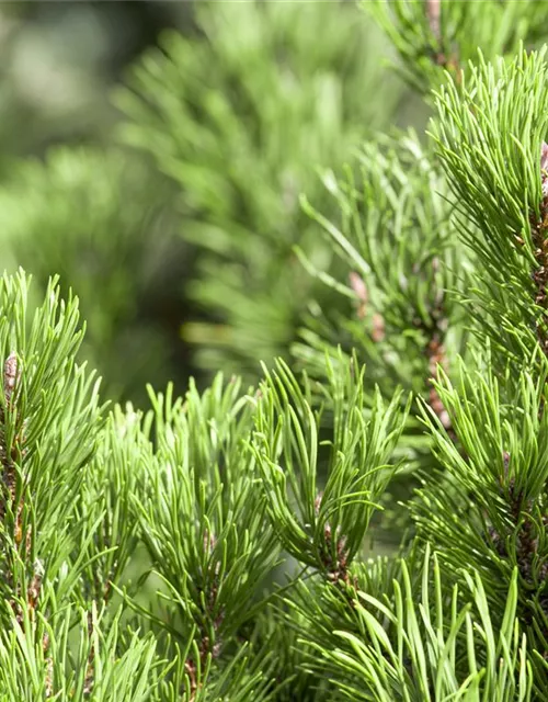 Pinus mugo 'Carsten´s Wintergold'