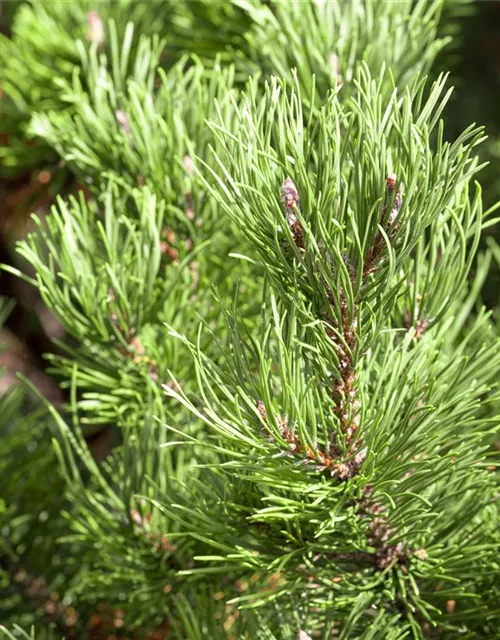 Pinus mugo 'Carsten´s Wintergold'