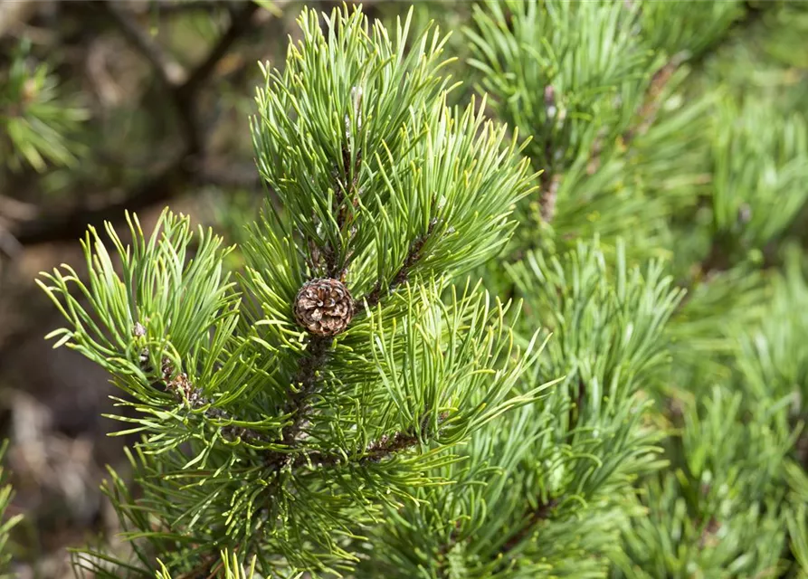 Pinus mugo 'Carsten´s Wintergold'