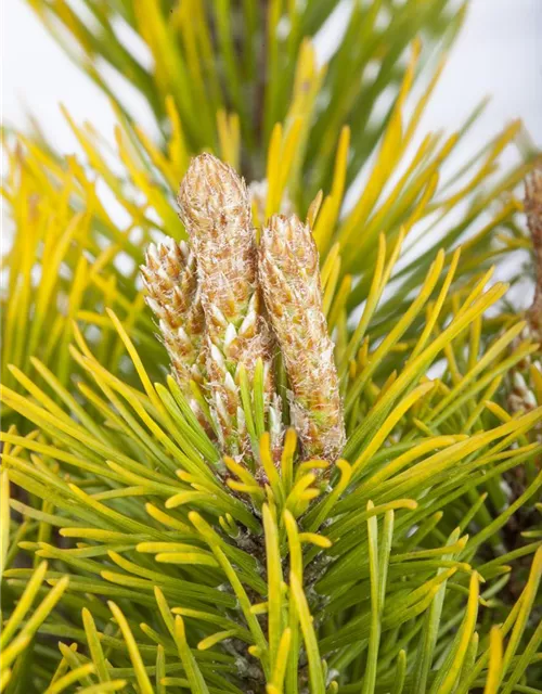 Pinus mugo 'Carsten´s Wintergold'