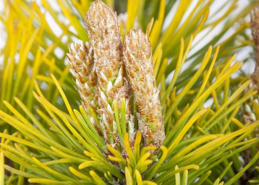 Pinus mugo 'Carsten´s Wintergold'