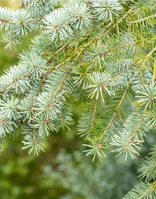 Pseudotsuga menziesii