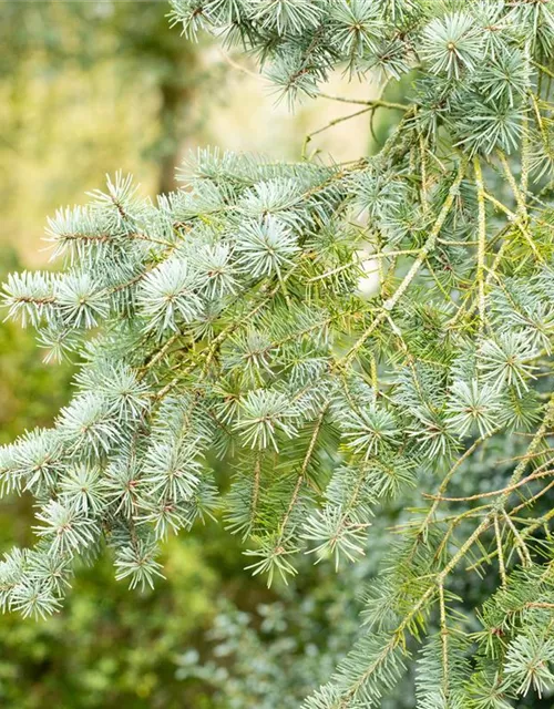 Pseudotsuga menziesii