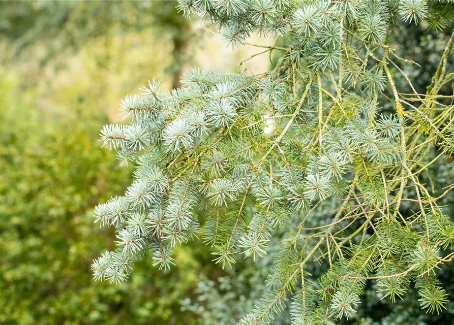 Pseudotsuga menziesii