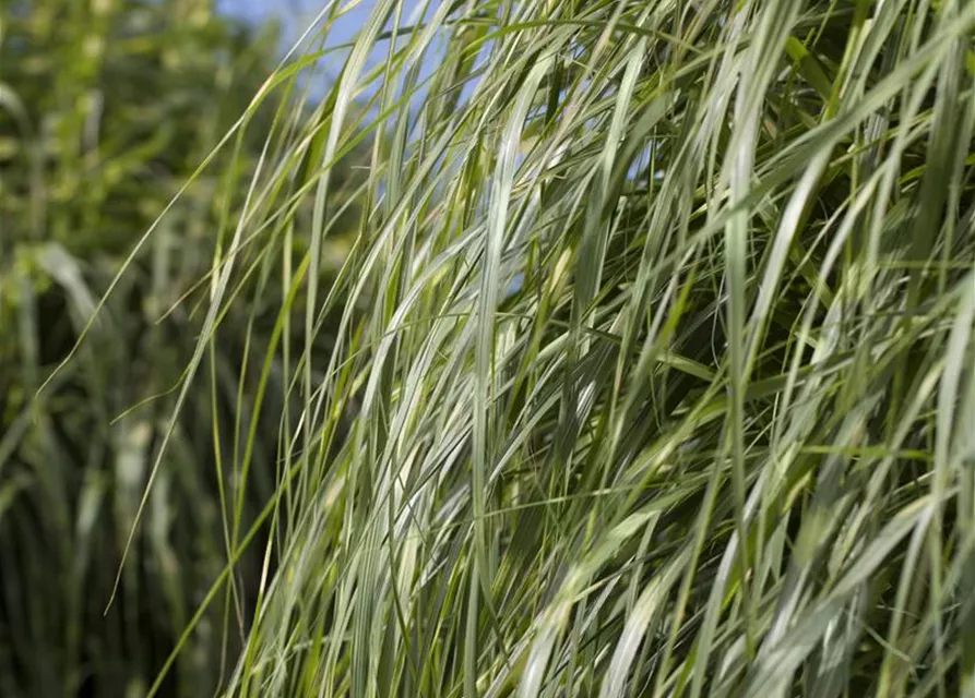 Miscanthus sinensis 'Zebrinus'