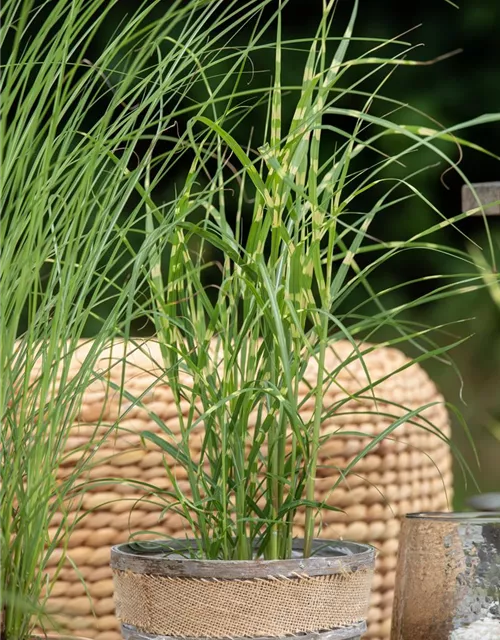 Miscanthus sinensis 'Zebrinus'