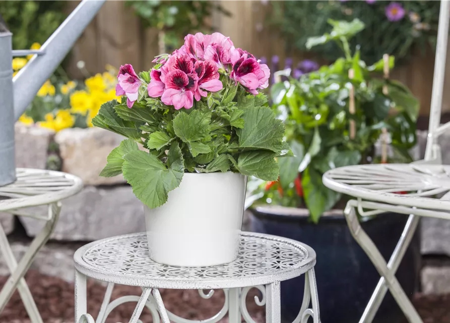 Pelargonium grandiflorum