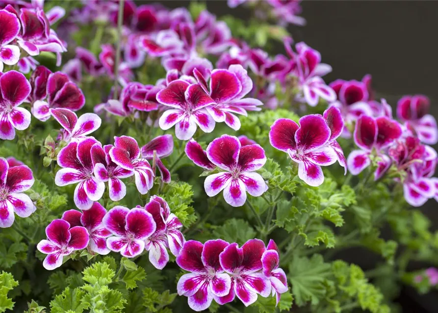 Pelargonium grandiflorum