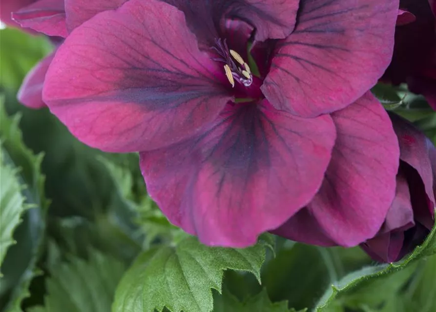 Pelargonium grandiflorum