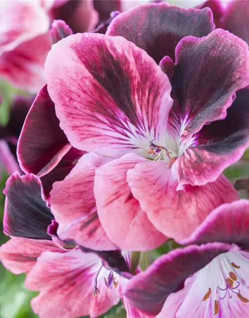 Pelargonium grandiflorum