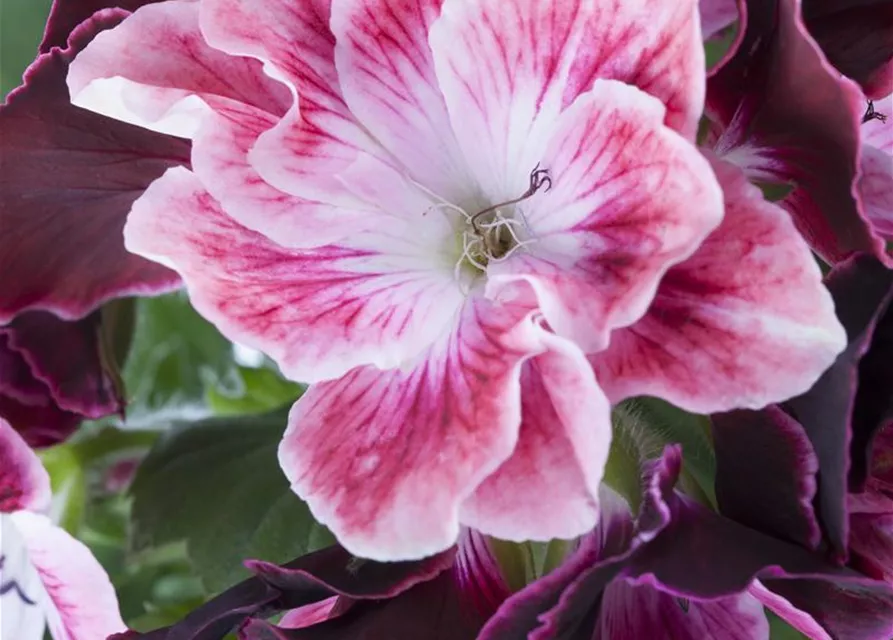 Pelargonium grandiflorum