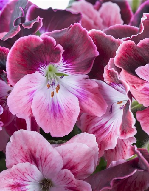 Pelargonium grandiflorum