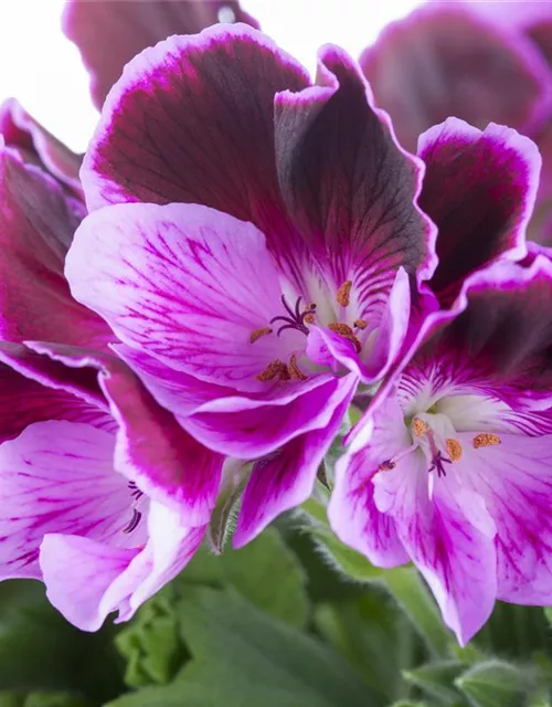 Pelargonium grandiflorum