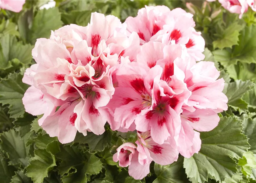 Pelargonium grandiflorum