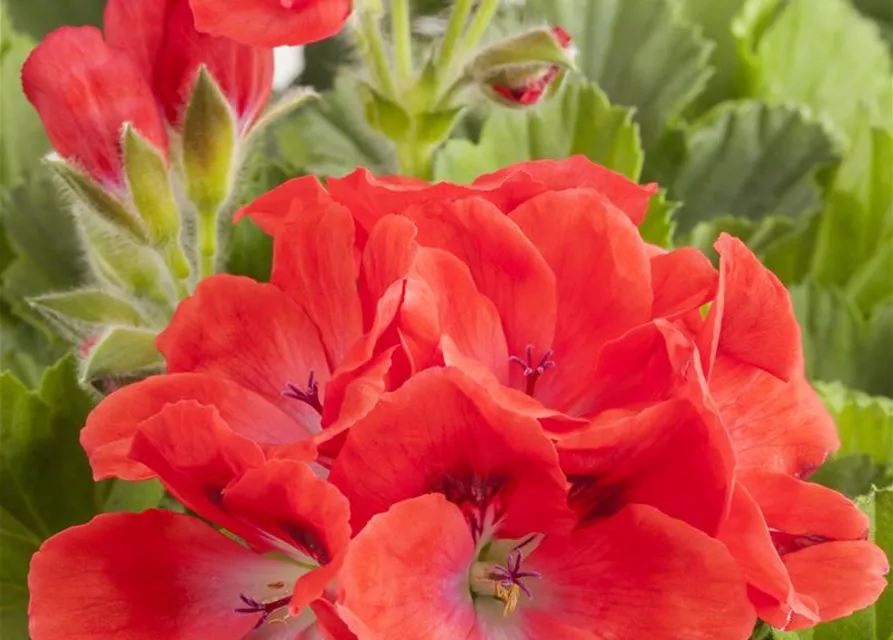 Pelargonium grandiflorum