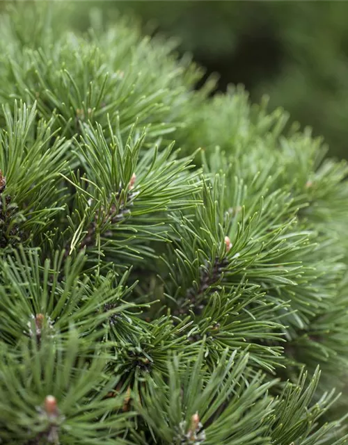 Pinus mugo 'Mops'