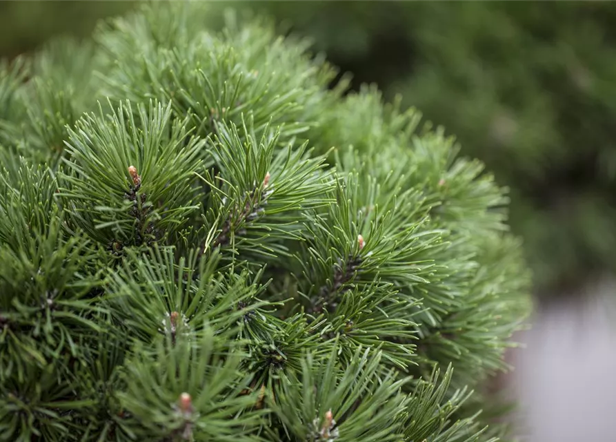 Pinus mugo 'Mops'