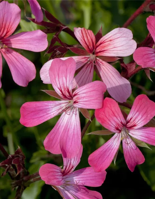 Pelargonium peltatum