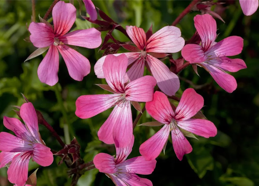 Pelargonium peltatum