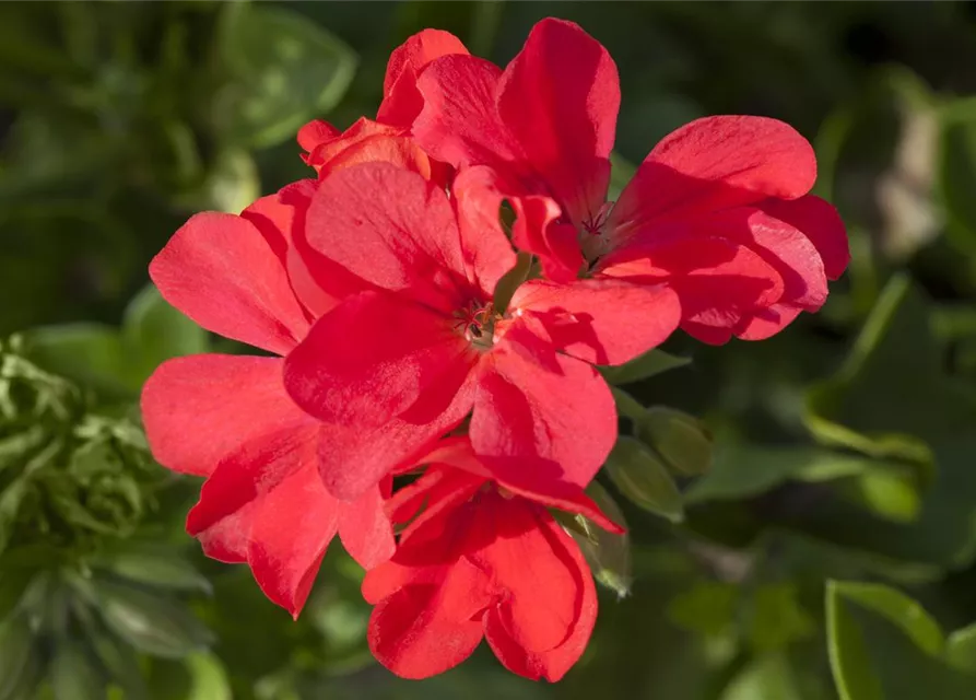 Pelargonium peltatum