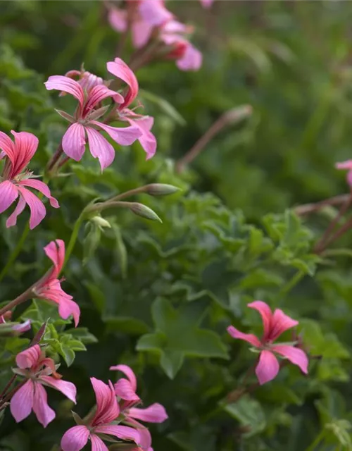 Pelargonium peltatum