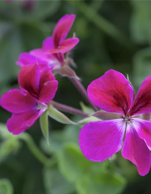 Pelargonium peltatum