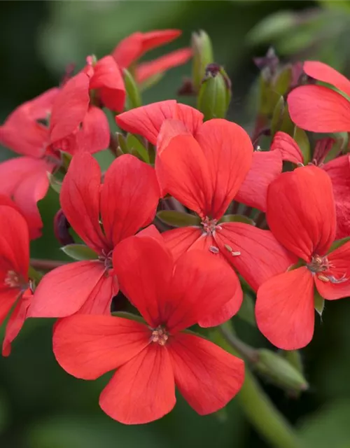 Pelargonium peltatum