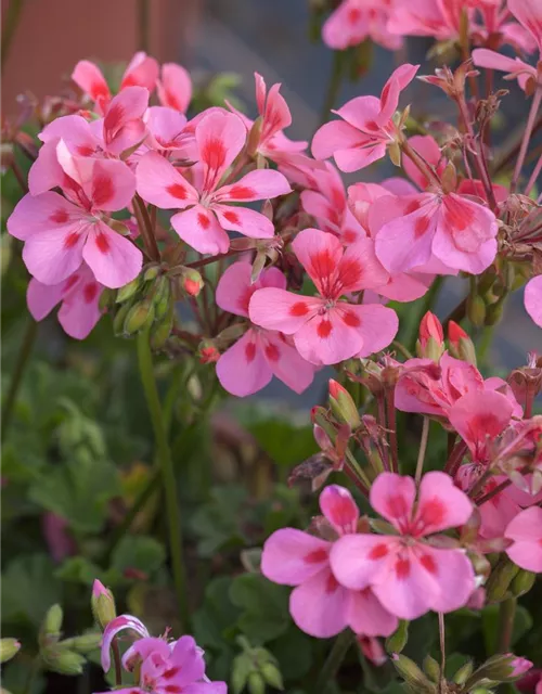 Pelargonium peltatum