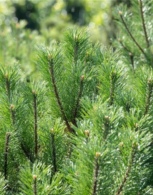 Pinus mugo subsp. mughus