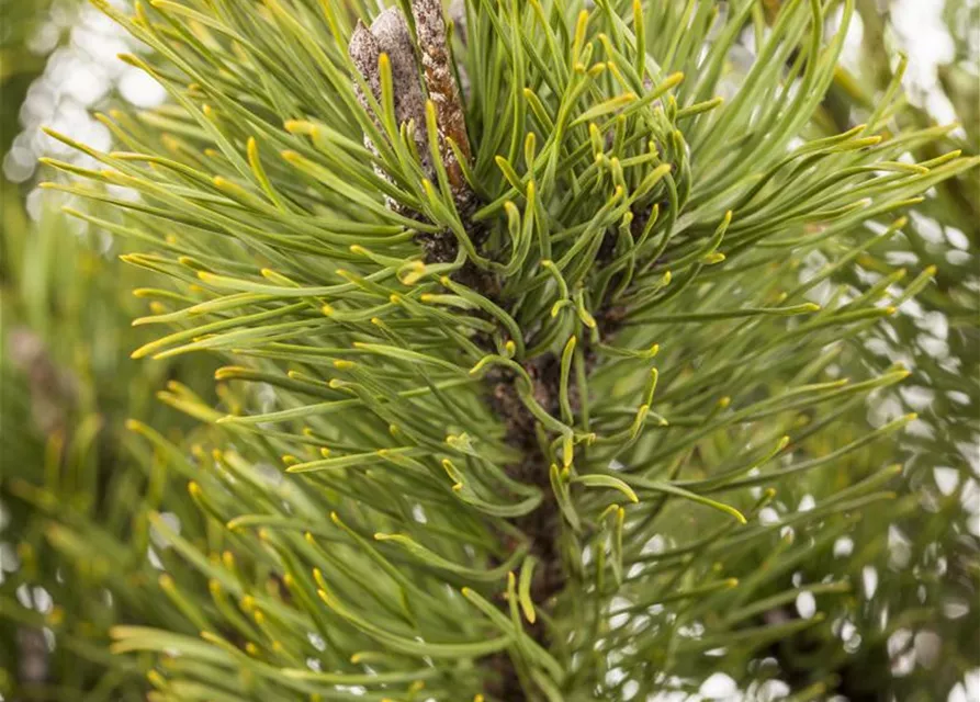 Pinus mugo subsp. mughus