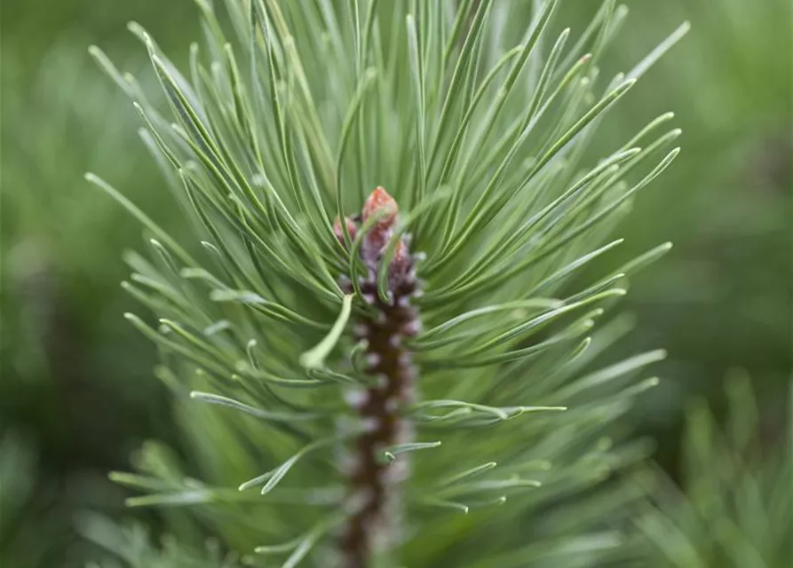 Pinus mugo subsp. mughus