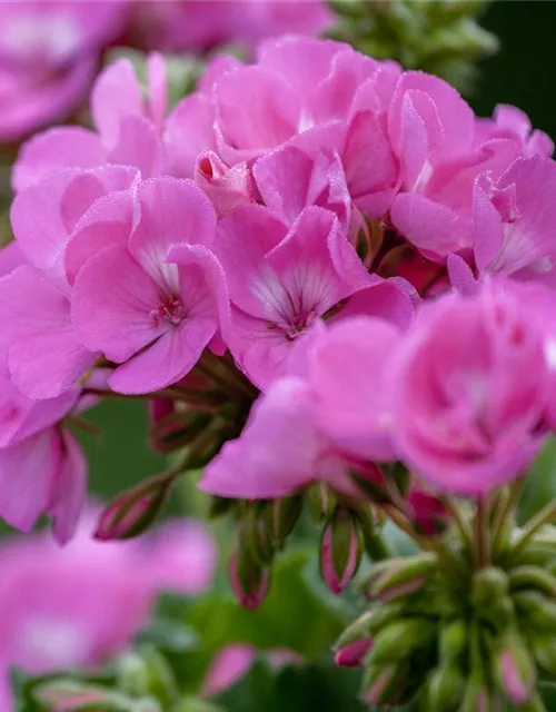 Pelargonium zonale