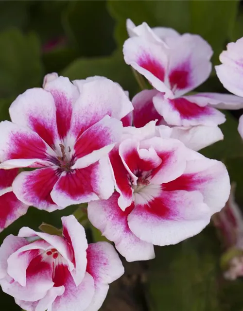 Pelargonium zonale