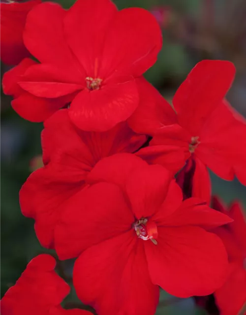 Pelargonium zonale