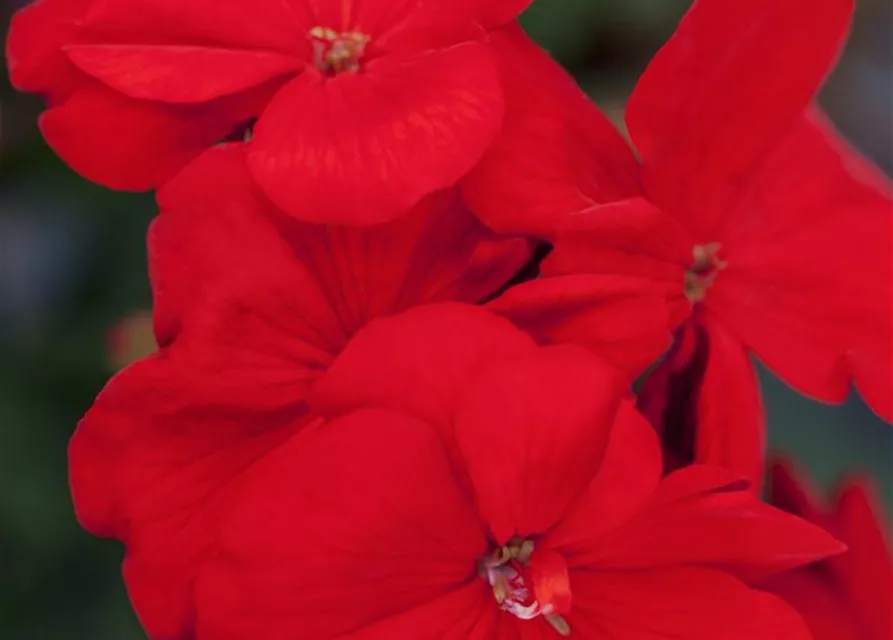 Pelargonium zonale