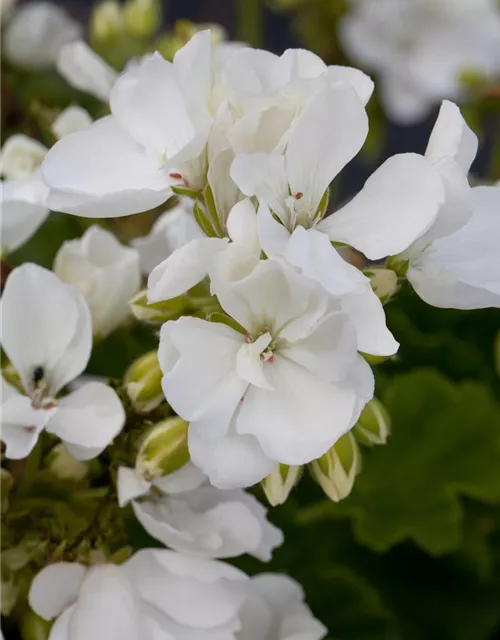 Pelargonium zonale