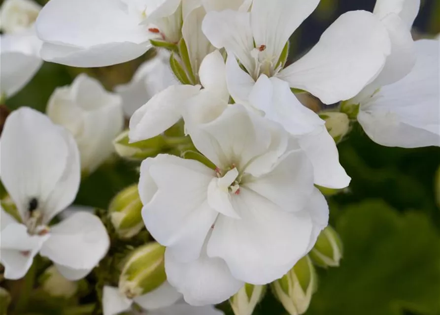 Pelargonium zonale