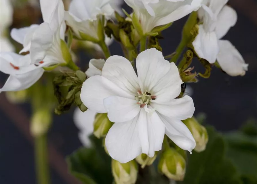 Pelargonium zonale