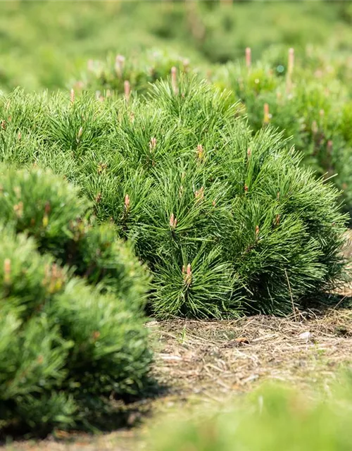 Pinus mugo var. pumilio